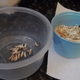 Image for article titled I ate fried caterpillars—and so can you